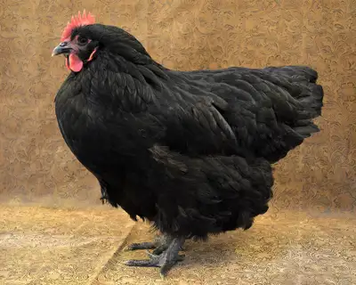 black chicken for the right lady, View more