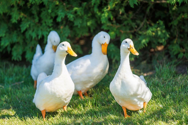 Fertilized Pekin Duck eggs in Livestock in Peterborough - Image 2