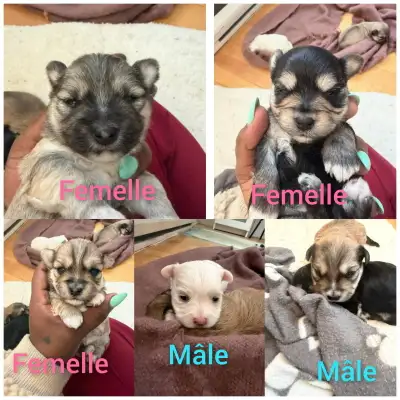 ✨Adorable Morkie puppies looking for their forever home ✨, View more