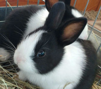 Small breed bunnies