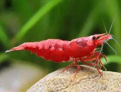 Neocaridina Shrimps for Sale in Wholesale price, View more