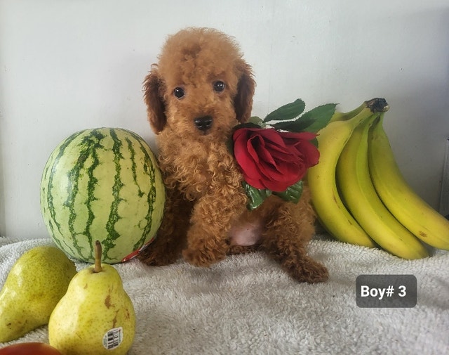 Purebred CKC Toy Poodle Puppies Dogs & Puppies for Rehoming