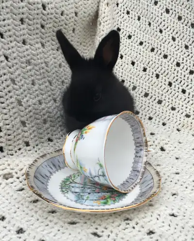 Young Rabbits for Sale, View more