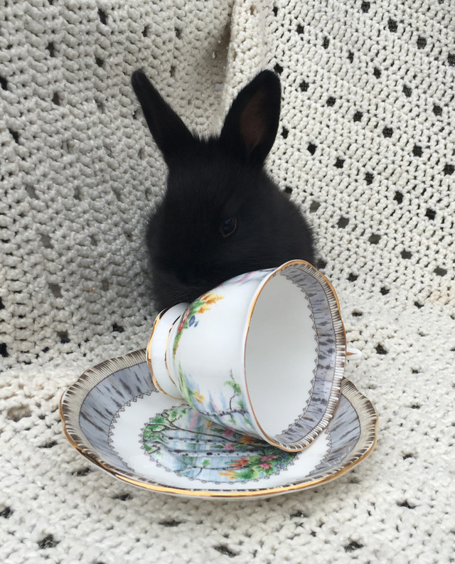 Young Rabbits for Sale in Livestock in Leamington