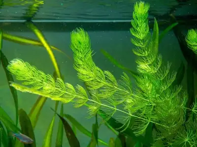 Hornwort available free floating top of you tank or you can plant it.