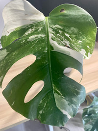  Monstera Albo Fully rooted cutting with new growth!
