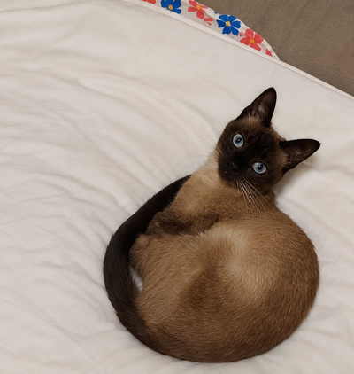 2-Year-Old Siamese Looking for a Special Home, View more