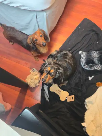 Dachshund puppies, View more