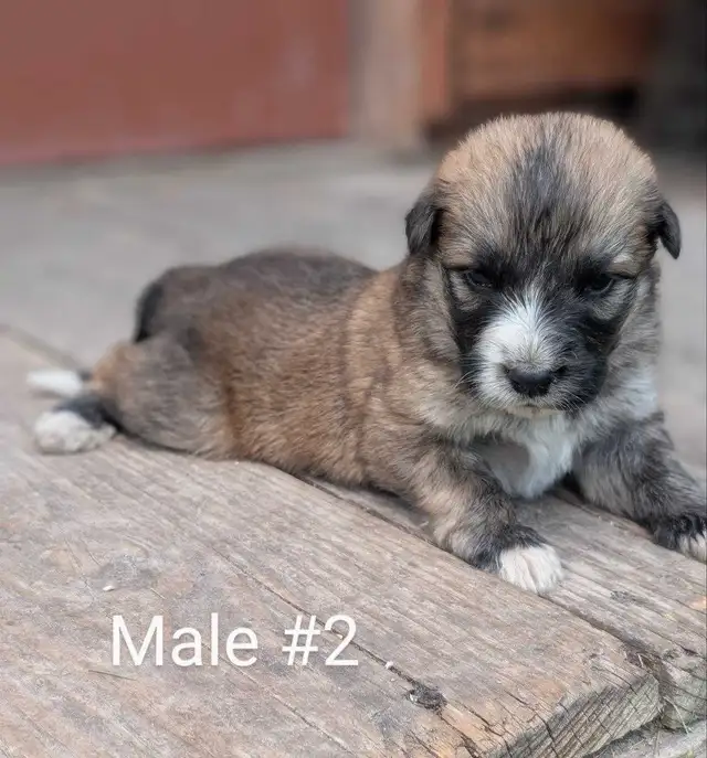 Mini Australian in Dogs & Puppies for Rehoming in Winnipeg - Image 3