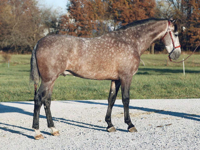 Andalusian Stallion At Stud 16.3hh ANCCE Revised in Horses & Ponies for Rehoming in Kelowna - Image 4