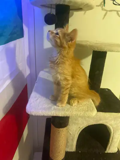 Siberian cat, View more