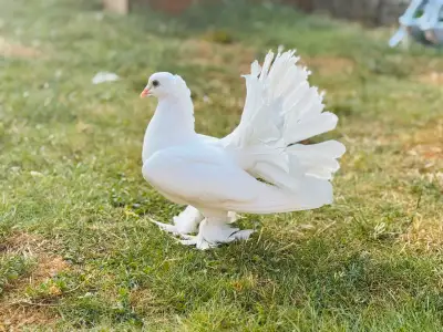 Indian Fantail Pigeons, View more