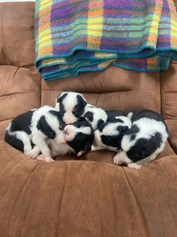 Purebred Registered Border Collie pups