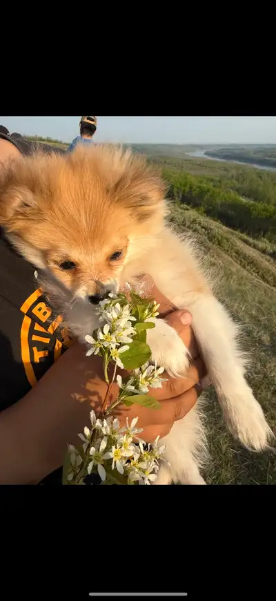 Pomeranian female pup 5 months old she is puppy pad trained also goes outside. Very smart loveable c...