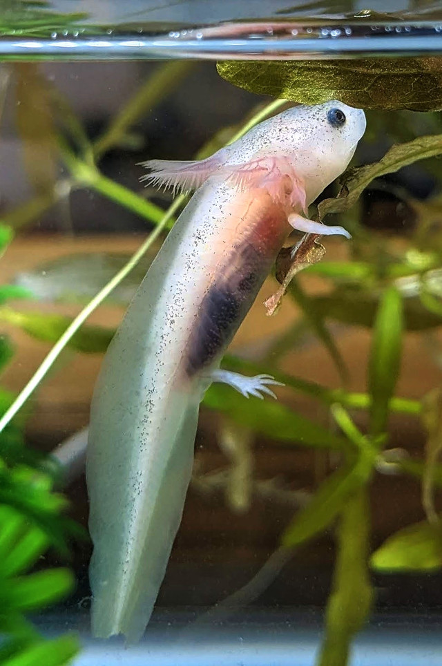 Axolotl for sale in Fish for Rehoming in Calgary - Image 4