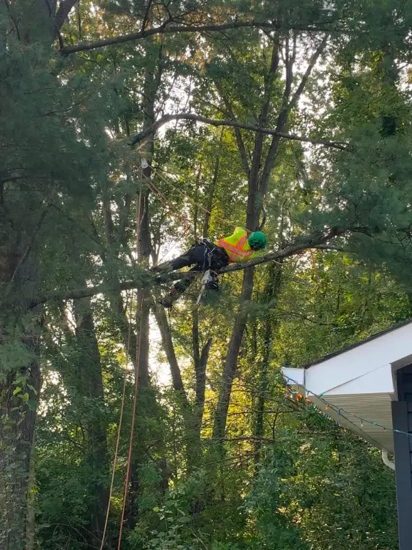 Climbing Bear Tree Care- ISA Cert Arborist- Tree Trim/Removals62863724816643122