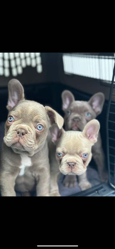 French bulldog puppies in Dogs & Puppies for Rehoming in City of Halifax