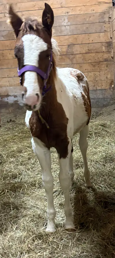 Appaloosa Curly Filly Foal, View more
