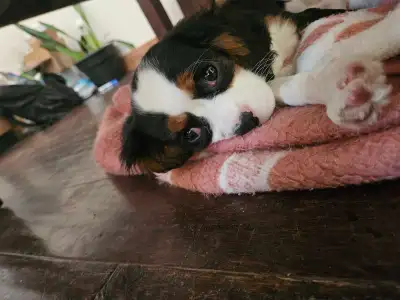 Female Cavalier King Charles Spaniel Puppy , View more