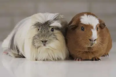 Bunny Sitting, Hamster Sitting, Guinea Pig Sitting, Bird sitting, budgie, canarie, pigeon, pet rat s...