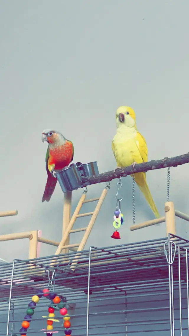 Bonded Pair for Rehoming – Pineapple Conure & Lutino Quaker in Birds for Rehoming in Delta/Surrey/Langley - Image 7