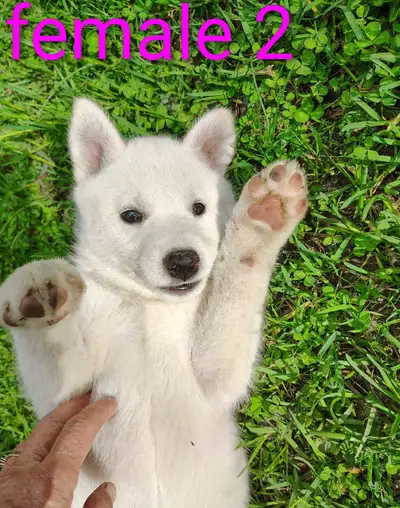 siberian husky puppy (blues eyes), View more