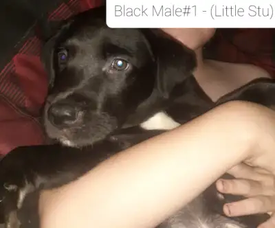 Lab X Terrior Pups Ready For A Loving Home, View more