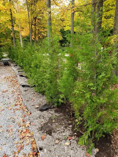 Fast Growing Natural Privacy! No permits needed for tree planting Eastern White Cedar Trees Perfect...