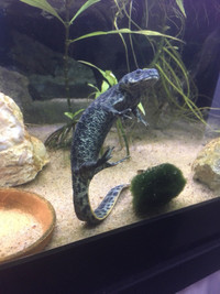 Looking for newt/salamander - Recherche triton et salamandre