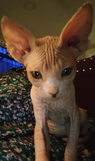 Pink Sphynx, View more