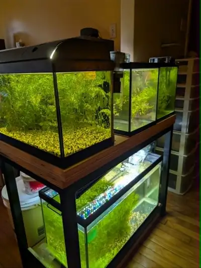 Aquariums  a vendre avec poissons, View more