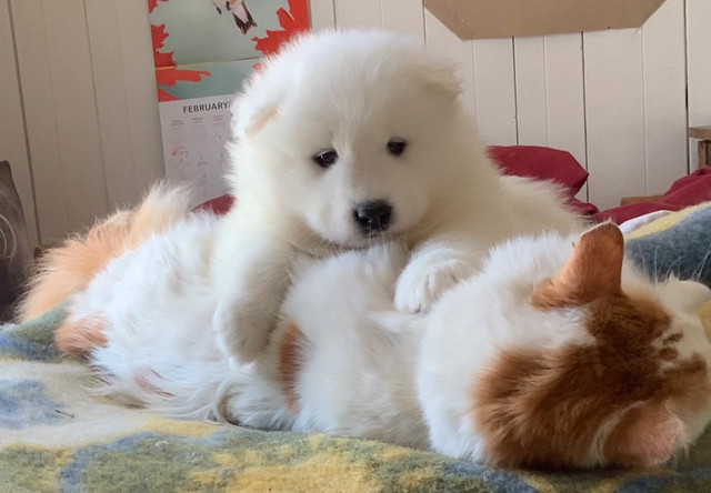 Réservation Samoyède été 2025 dans Chiens et chiots à adopter  à St-Georges-de-Beauce