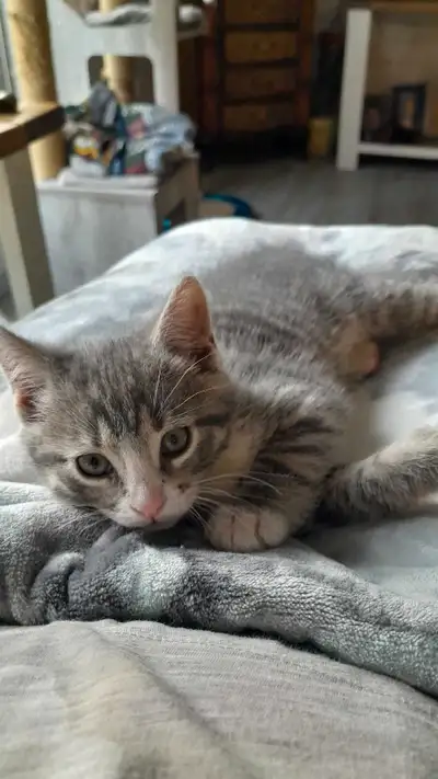 Kitten for sale, View more