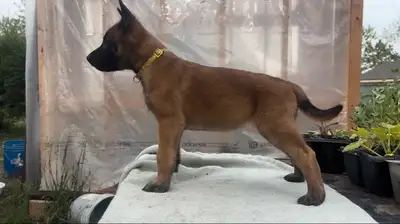 ONLY 4 BELGIAN MALINOIS PUPPIES LEFT, View more