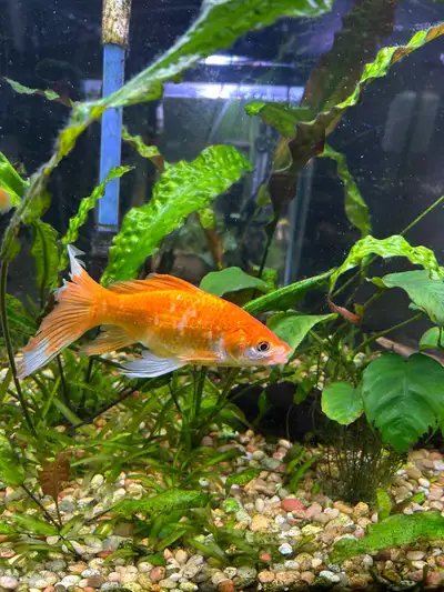 Sarasa goldfish , View more