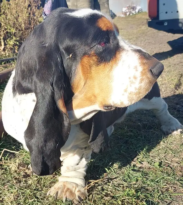 Handsome | Dogs & Puppies for Rehoming | Lloydminster | Free local ...