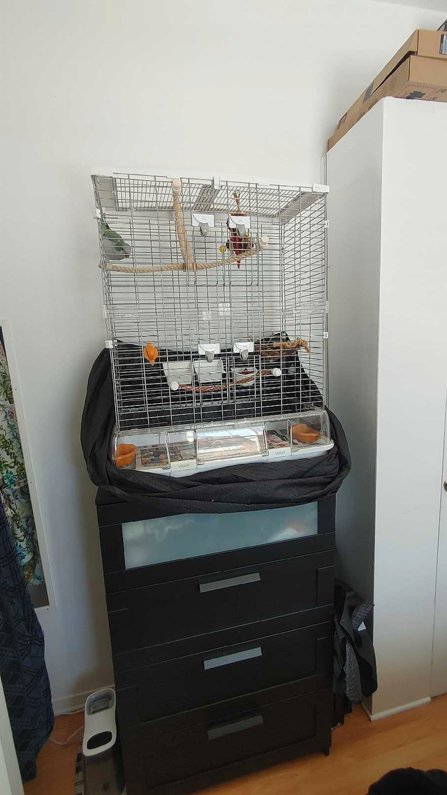 Couple de perroquet Quaker à vendre avec les cages et accessoire dans Oiseaux à adopter  à Saint-Hyacinthe - Image 4