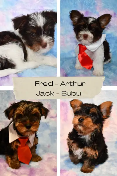 Magnifiques chiots Biro et Yorkshire (négociable), View more