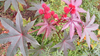 Semences Ricin x  50, View more