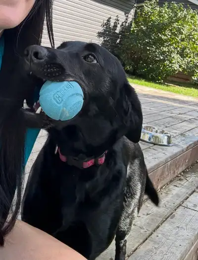 black lab/ golden retriever , Voir plus