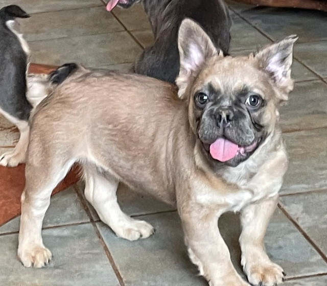 Fluffy French Bulldog Puppies CKC READY NOW!!! in Dogs & Puppies for Rehoming in Strathcona County