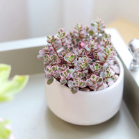 SEDUM TRICOLOR SPURIUM - Succulent Arrangements Flowers Plants