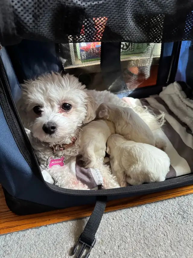 Purebred Maltese Puppies For Sale in Dogs & Puppies for Rehoming in Oshawa / Durham Region - Image 3