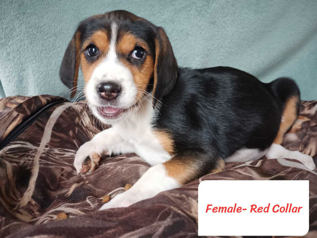 *Pure bred* Treeing Walker Hound Puppies*Purebred* in Dogs & Puppies for Rehoming in North Bay