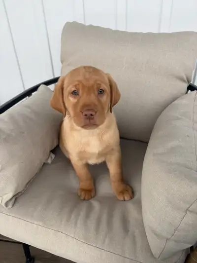 Golden Labs, View more