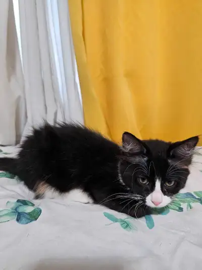 female Kittens for sale (number 2), View more