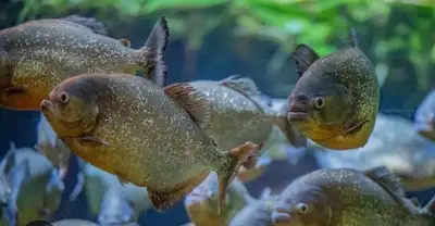 Looking For Piranhas, View more