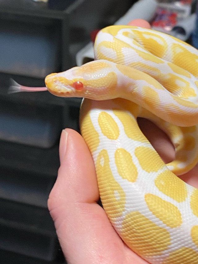 High Contrast Albino male Ball python in Reptiles & Amphibians for Rehoming in Leamington