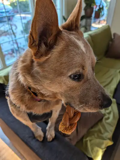 SWEET, NEUTERED, RED HEELER  FOR ADOPTION GEORGETOWN ON AREA, View more