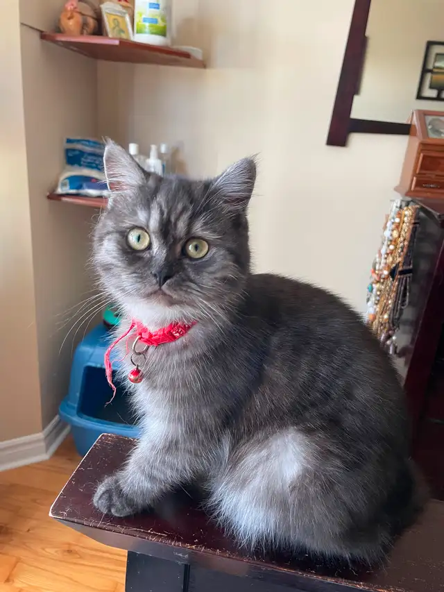 Beautiful British shorthair 8 months old female in Cats & Kittens for Rehoming in City of Montréal - Image 3